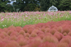 花夢の里 (4) 241009-541