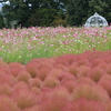 花夢の里 (4) 241009-541