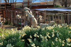 水仙の里 (3) 230303-3010 