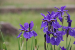 Iris (1) 220511-206