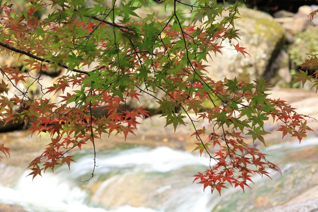 三郎の滝 (4) 251111-6100