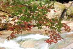 三郎の滝 (4) 251111-6100