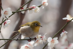 ウメジロー  (1) 250312-229