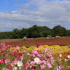 花夢の里 (11) 241009-573