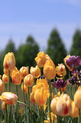 世羅Ⅱ(14) 020(rev)