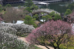 三景園 (6) 250327-808