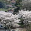 御調八幡宮(1) 190408-964