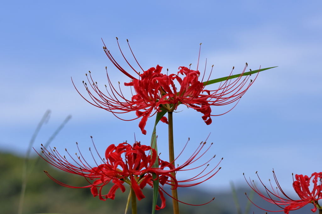 彼岸花　241010-549