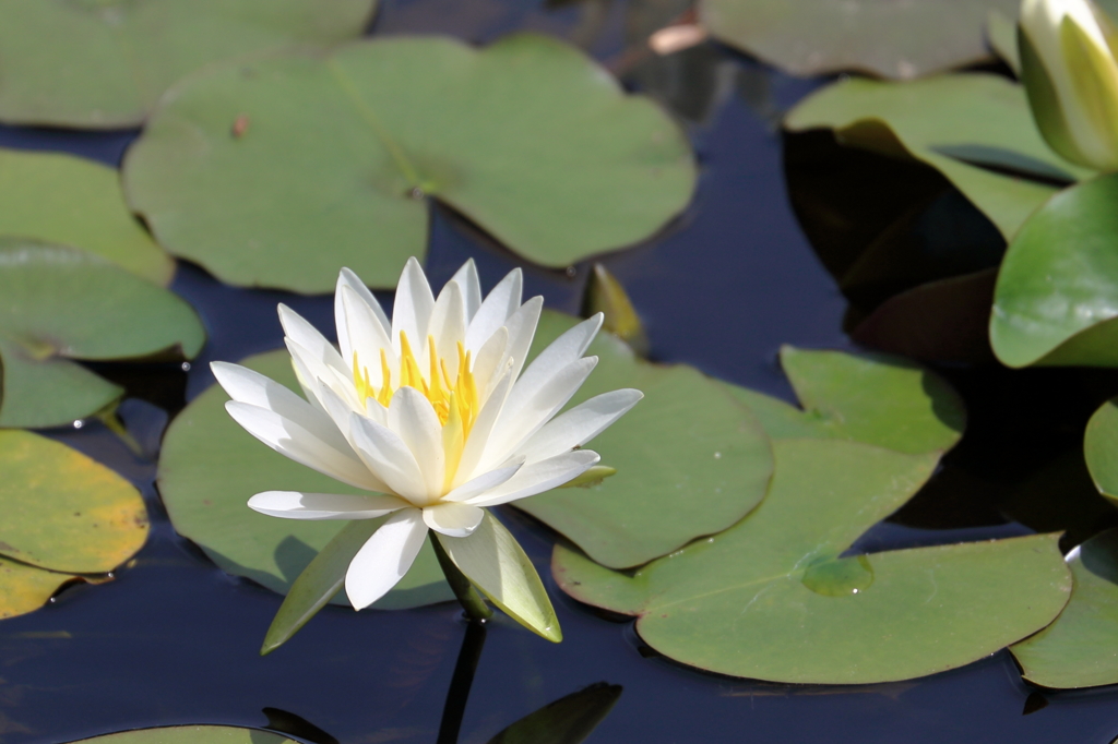 睡蓮 （２）15.06.01