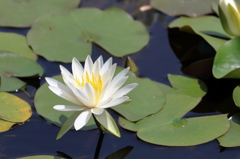 睡蓮 （２）15.06.01