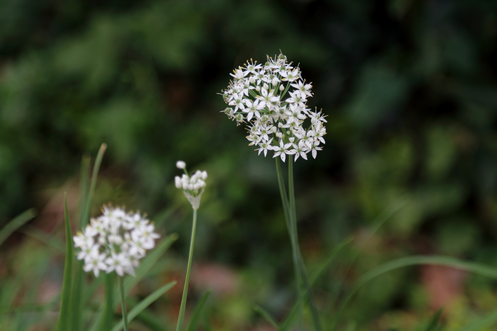 こっち向いて！