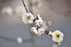 春近し (2) 260206-023