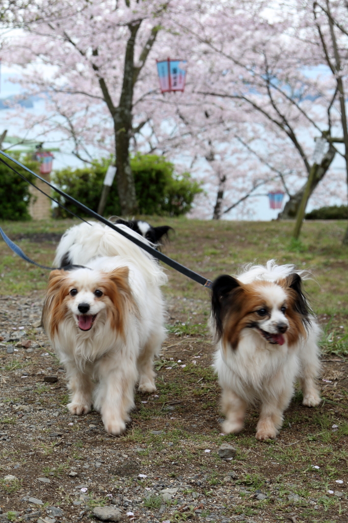 かわいく撮ってね！17.04.10