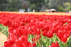 世羅高原農場IMG_0217