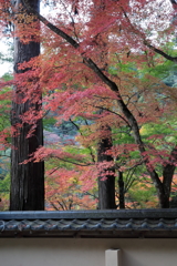 佛通寺(3)  181106-044
