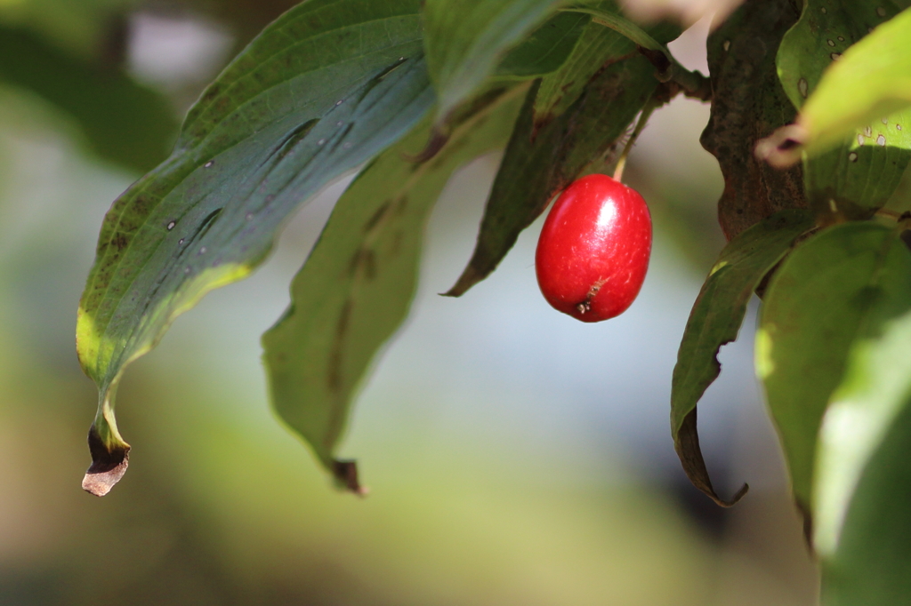 秋のおとづれ　(3) 15.10.04