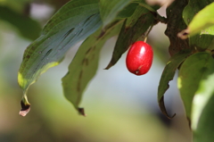 秋のおとづれ　(3) 15.10.04