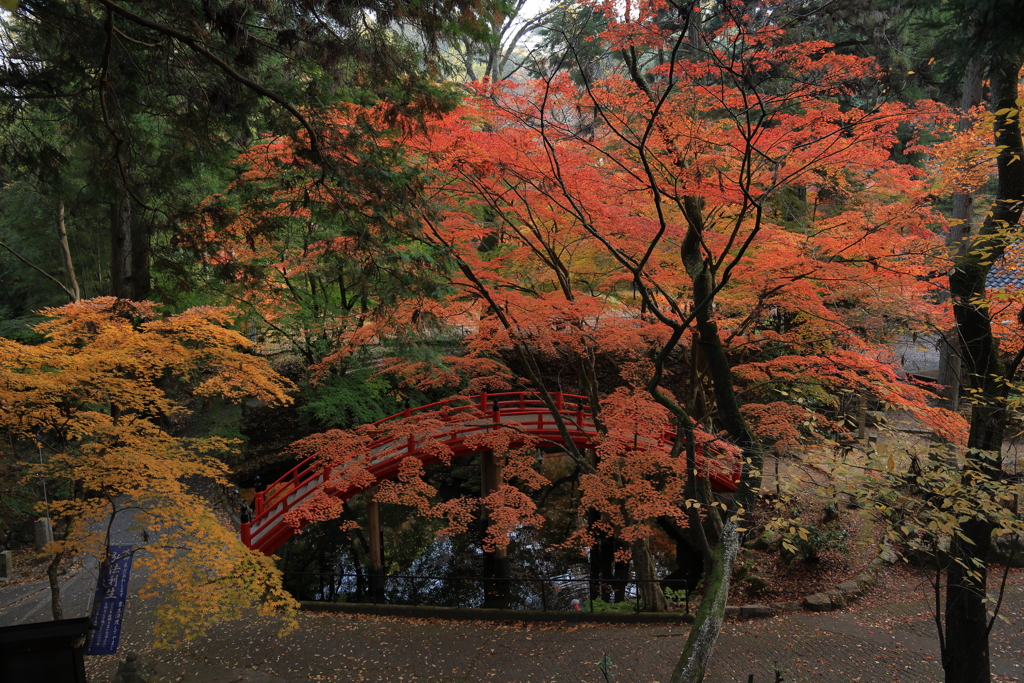 今高野山龍華寺 (2) 251121-217