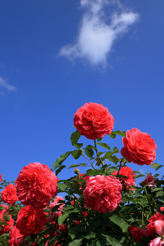 世羅高原花の森 (7) 231016-123