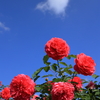 世羅高原花の森 (7) 231016-123