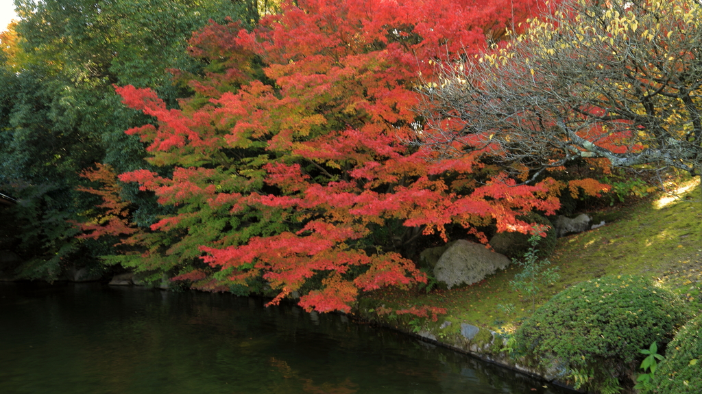 三景園(5) 201108-278