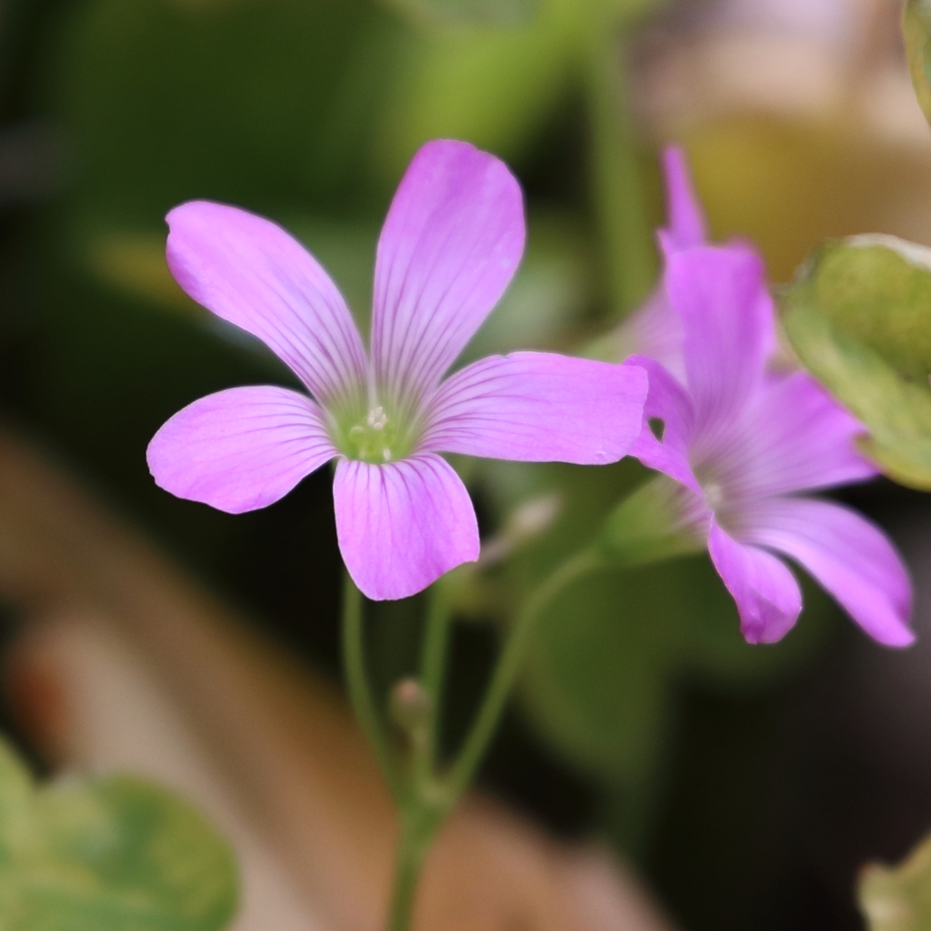 庭の花 (2)  15.05.24