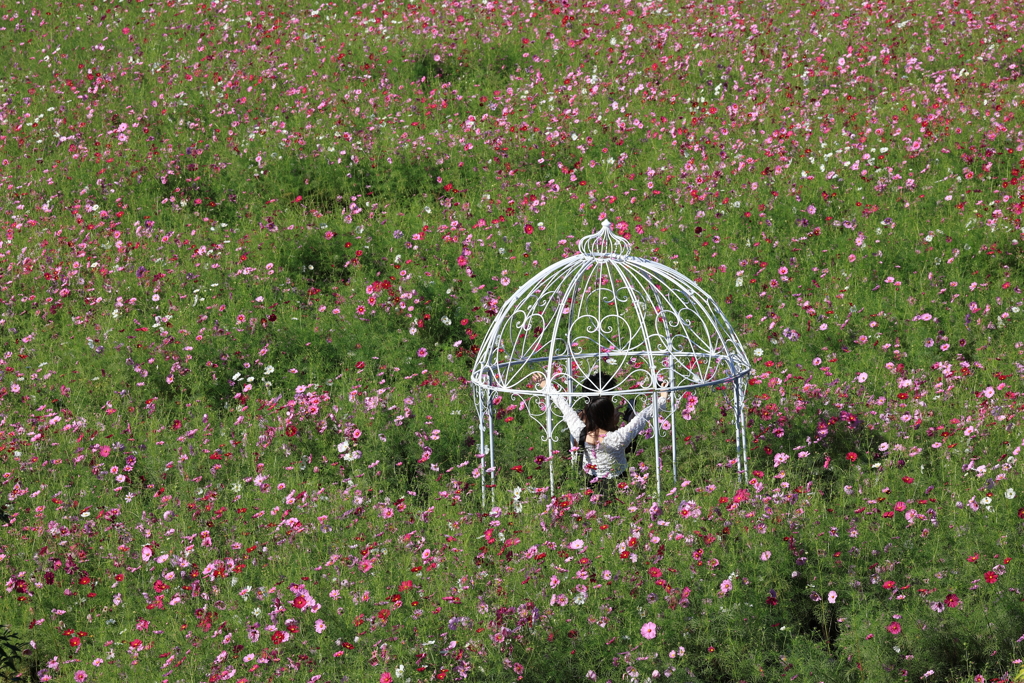 花夢の里 (5) 241009-551