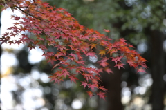 今高野の紅葉(6) 171105-