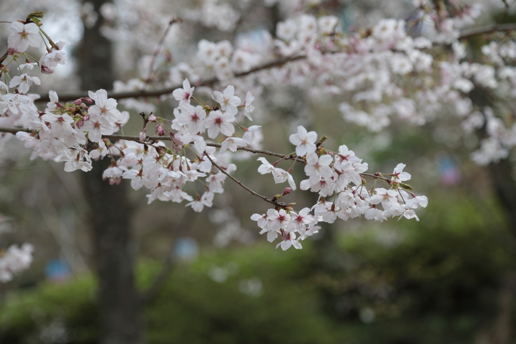 もうすぐ満開 in 正福寺 (1) 190405-883