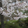 もうすぐ満開 in 正福寺 (1) 190405-883