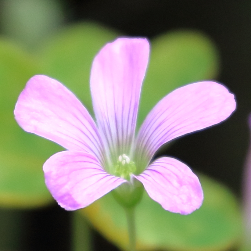 ムラサキカタバミ　15.05.24