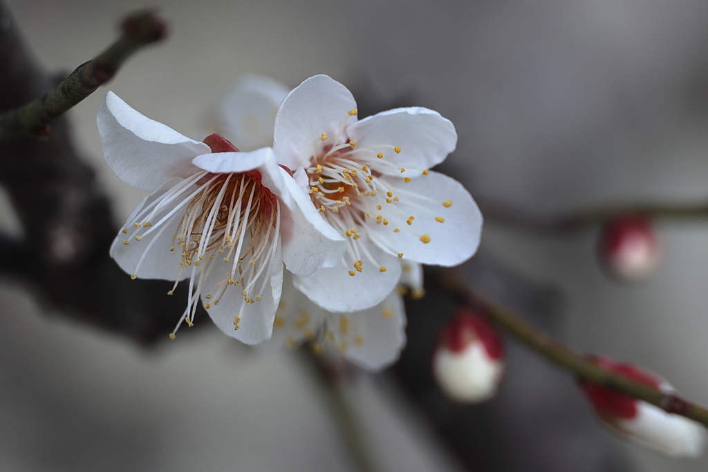 10月桜 (1) 260130-996