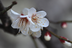 10月桜 (1) 260130-996