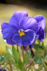 庭の花(2) 15.04.26