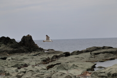 千畳敷（青森県）　190611-189