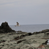 千畳敷（青森県）　190611-189