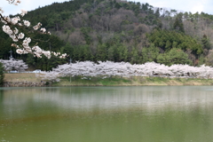 羽高湖森林公園(3)  17.4.15