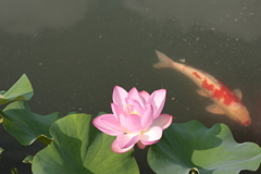 府中公園 (1) 250708-473