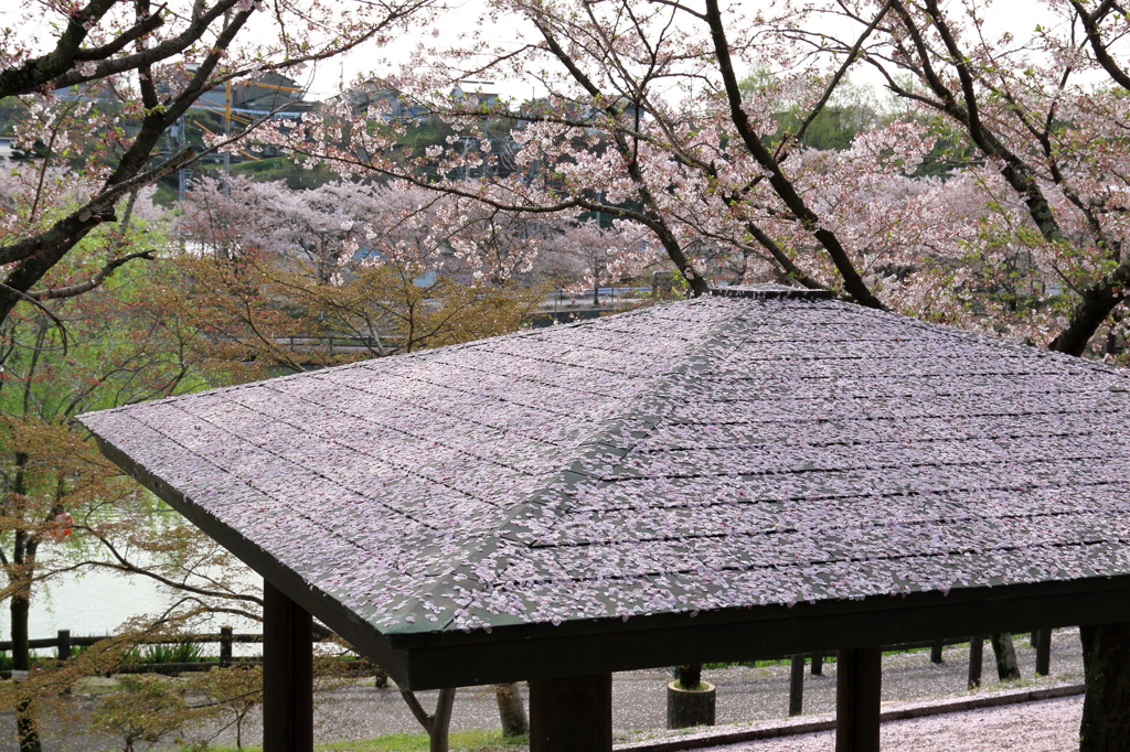 桜葺　16.04.08