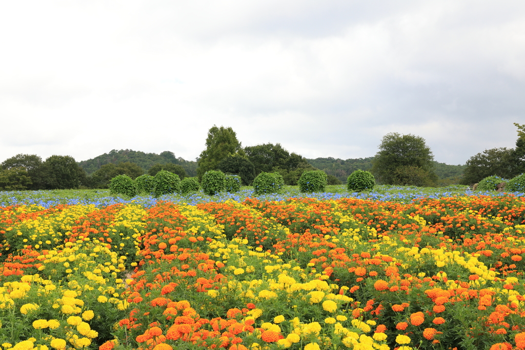 花夢の里 (3) 220831-672