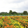 花夢の里 (3) 220831-672