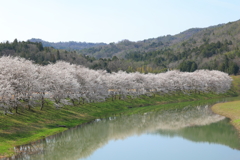 花めぐり(3) 230329-3145