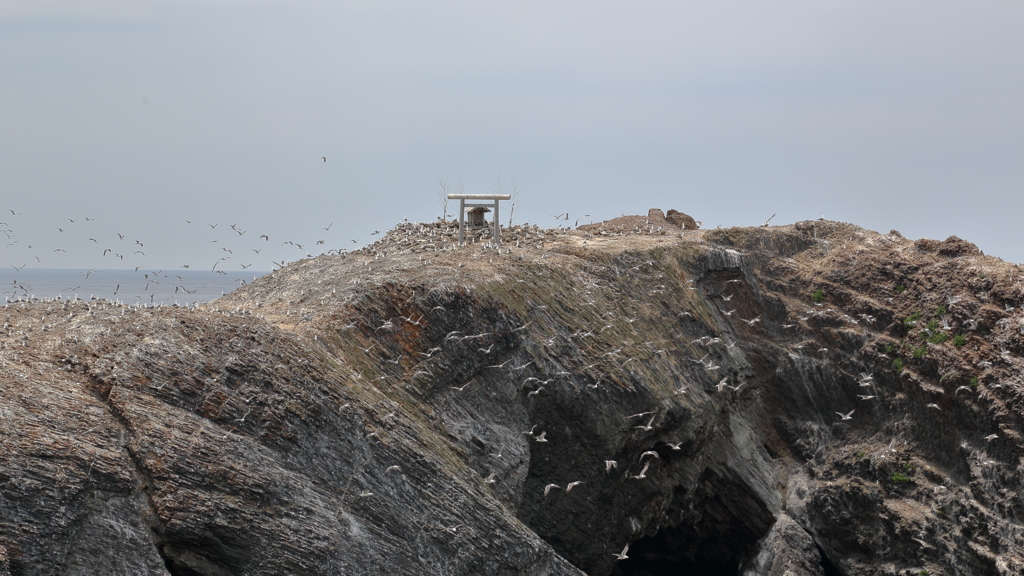 ウミネコの島(1) 170523-2