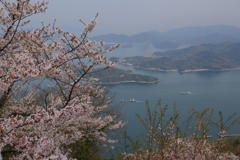 竜王山の桜 (4) 250410-73