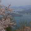 竜王山の桜 (4) 250410-73