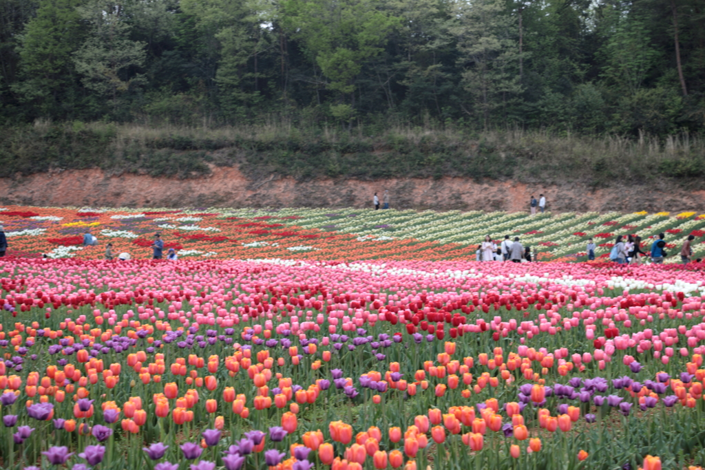 世羅高原農場（３）190502-294