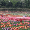 世羅高原農場（３）190502-294