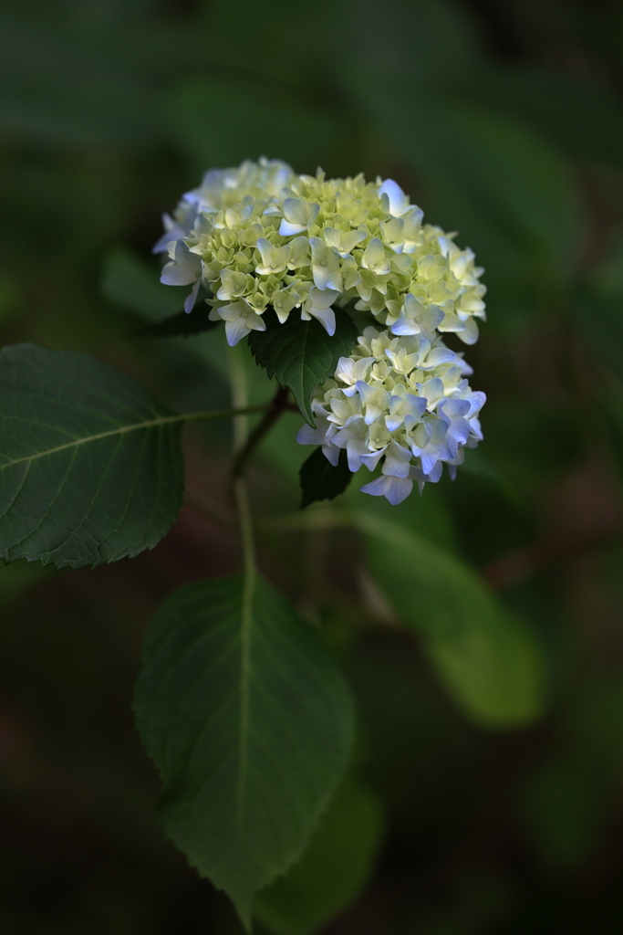 紫陽花(1) 230605-396