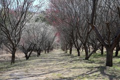 西野梅林 (4) 250314-716