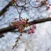 河津桜 in 県民の浜(2) 190211-705